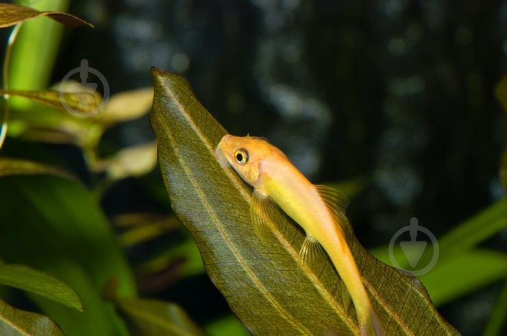 Рыбка Гиринохейлус М - фото 14 Рыбка Гиринохейлус М - фото 14