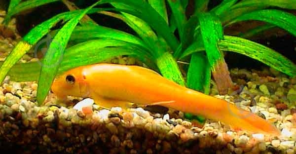 Рыбка Гиринохейлус М - фото 2 Рыбка Гиринохейлус М - фото 2