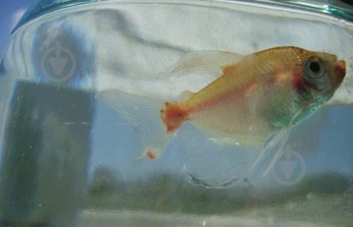 Рыбка LED тернеции в ассортименте 3,5 см - фото 7 Рыбка LED тернеции в ассортименте 3,5 см - фото 7