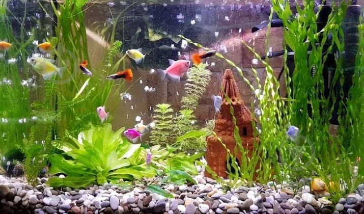 Рыбка LED тернеции в ассортименте 3,5 см - фото 5 Рыбка LED тернеции в ассортименте 3,5 см - фото 5