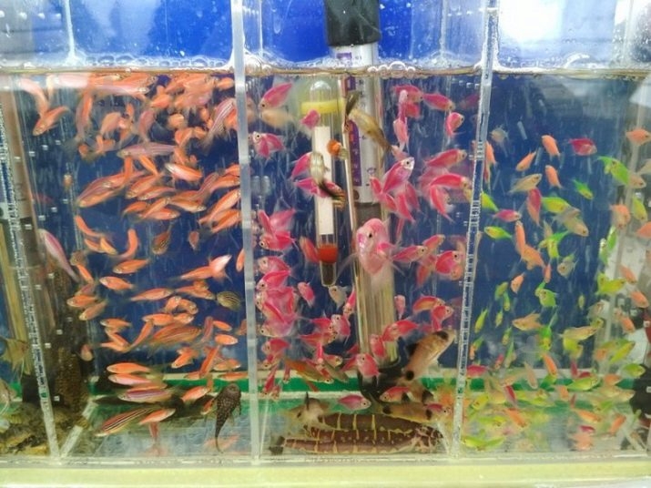 Рыбка LED тернеции в ассортименте 3,5 см - фото 4 Рыбка LED тернеции в ассортименте 3,5 см - фото 4