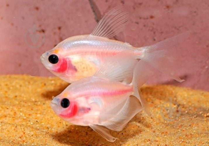 Рыбка LED тернеции в ассортименте 3,5 см - фото 8 Рыбка LED тернеции в ассортименте 3,5 см - фото 8