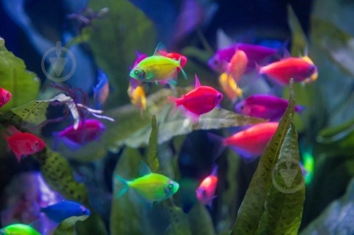 Рыбка LED тернеции в ассортименте 3,5 см - фото 6 Рыбка LED тернеции в ассортименте 3,5 см - фото 6