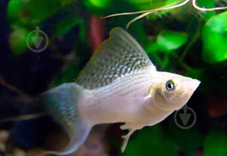 Рибка Моллi бiла М - фото 2 Рибка Моллi бiла М - фото 2