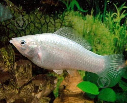 Рибка Моллi бiла М - фото 5 Рибка Моллi бiла М - фото 5