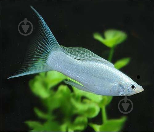 Рибка Моллi бiла М - фото 7 Рибка Моллi бiла М - фото 7