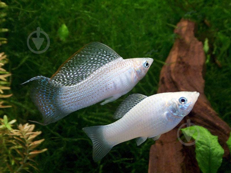 Рибка Моллi бiла М - фото 4 Рибка Моллi бiла М - фото 4