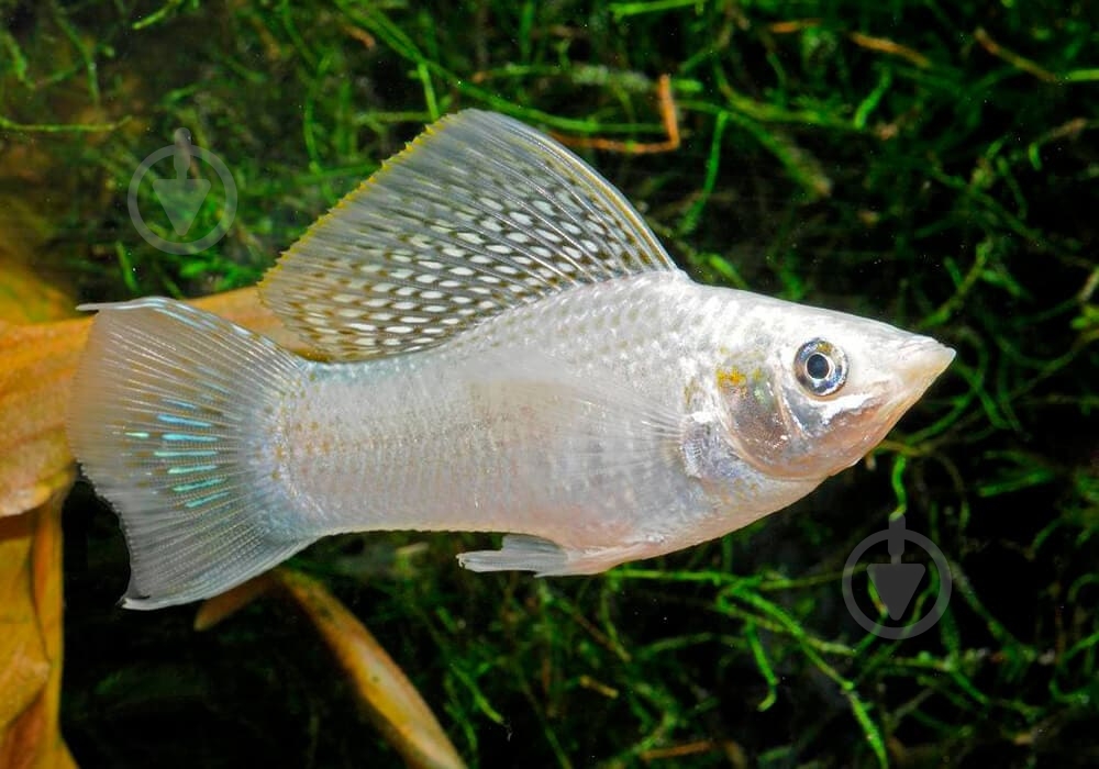 Рибка Моллi бiла М - фото 3 Рибка Моллi бiла М - фото 3