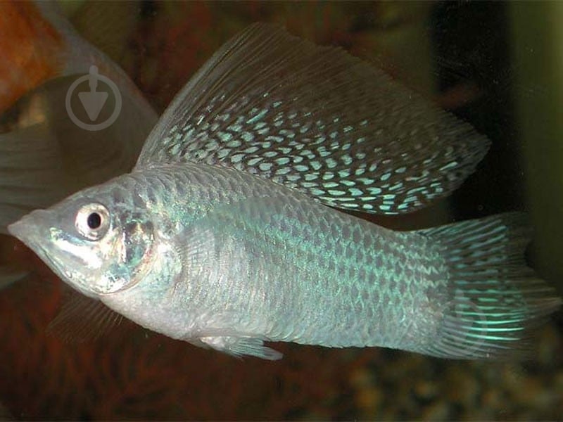 Рибка Моллi бiла М - фото 6 Рибка Моллi бiла М - фото 6