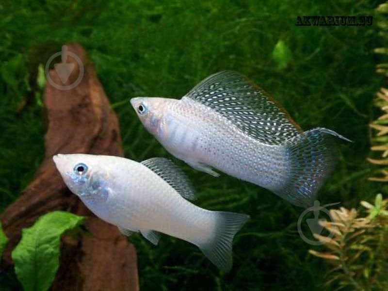 Рибка Моллi бiла М - фото 8 Рибка Моллi бiла М - фото 8