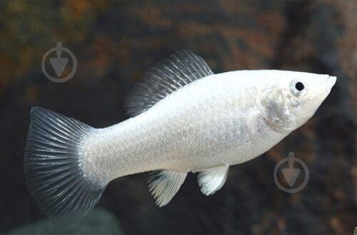 Рибка Моллi бiла М - фото 1 Рибка Моллi бiла М - фото 1