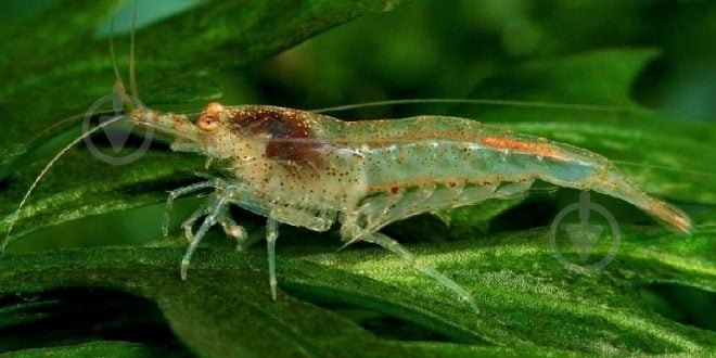 Креветка Неокарiдiна - фото 1 Креветка Неокарiдiна - фото 1