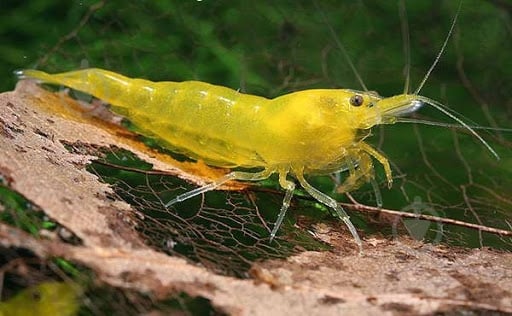 Креветка Неокарiдiна - фото 5 Креветка Неокарiдiна - фото 5