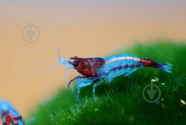 Креветка Неокарiдiна - фото 4 Креветка Неокарiдiна - фото 4