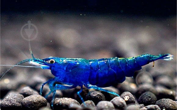 Креветка Неокарiдiна - фото 7 Креветка Неокарiдiна - фото 7