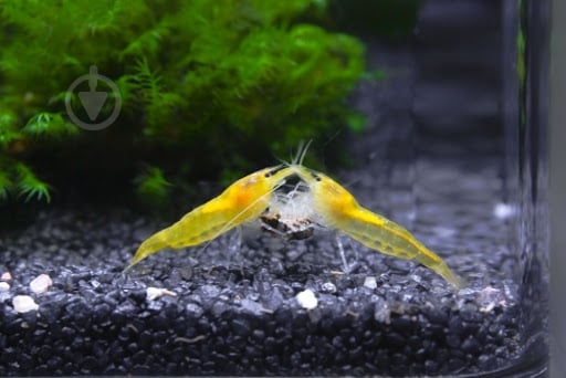 Креветка Неокарiдiна - фото 9 Креветка Неокарiдiна - фото 9