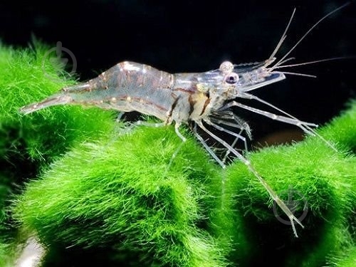 Креветка Неокарiдiна - фото 3 Креветка Неокарiдiна - фото 3