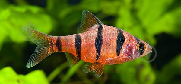 Рыбка Барбус пятиполосый М - фото 2