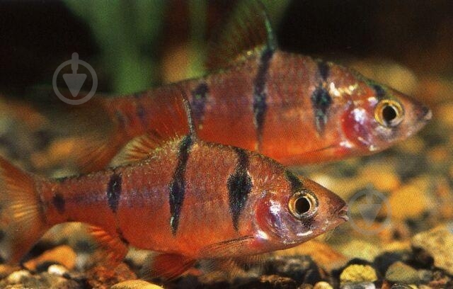 Рыбка Барбус пятиполосый М - фото 7