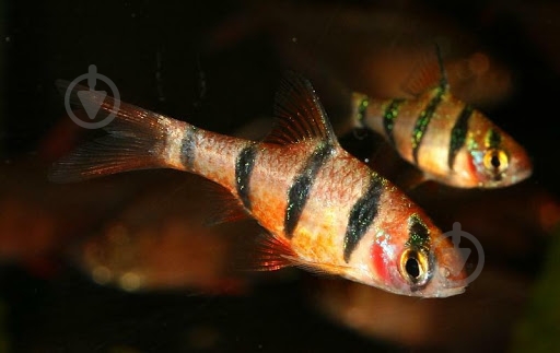 Рыбка Барбус пятиполосый М - фото 11