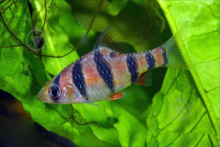 Рыбка Барбус пятиполосый М - фото 1