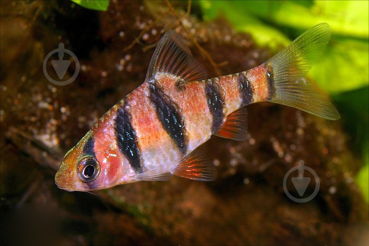 Рыбка Барбус пятиполосый М - фото 8