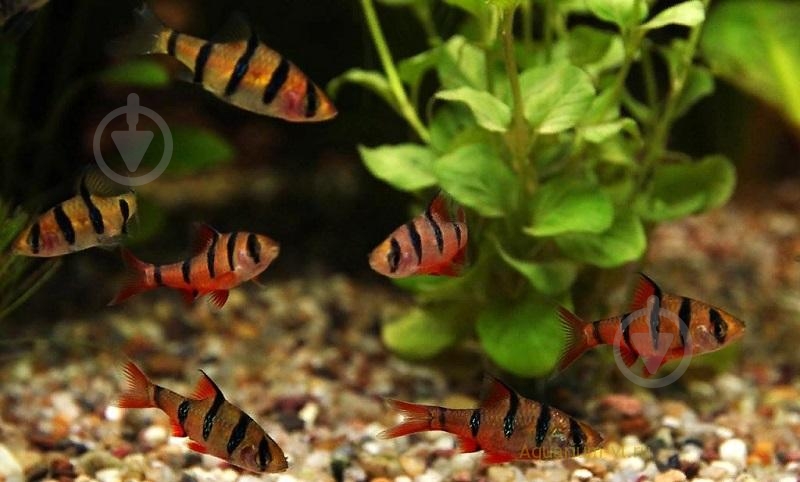Рыбка Барбус пятиполосый М - фото 5