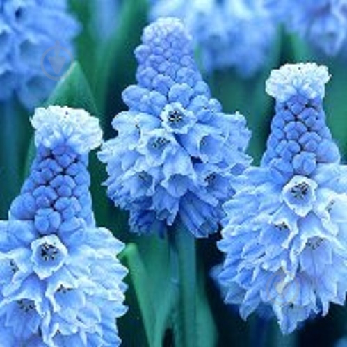 Луковица Мускари (Мышиный гиацинт) Азуреум 10 шт. - фото 1 Луковица Мускари (Мышиный гиацинт) Азуреум 10 шт. - фото 1