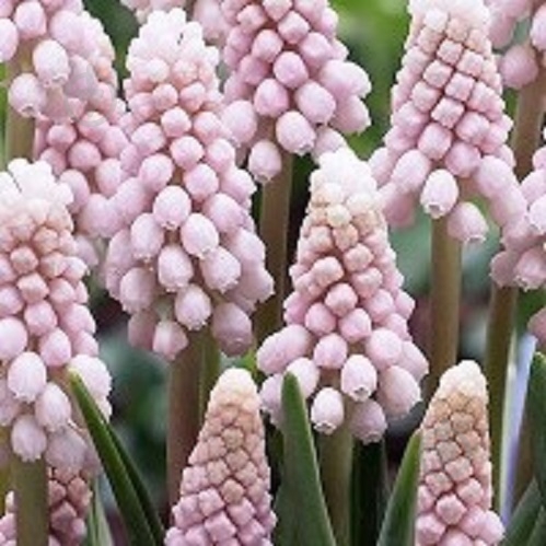 Луковица Мускаріи (Мышиный гиацинт) Пинк Санрайз 3 шт. - фото 1 Луковица Мускаріи (Мышиный гиацинт) Пинк Санрайз 3 шт. - фото 1