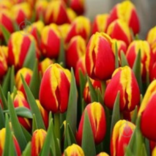 Луковица Тюльпан Триумф Денмарк 5 шт. - фото 1