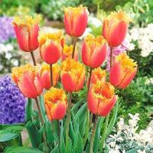 Луковица Тюльпан Бахромчатый Ламбада 5 шт. - фото 1