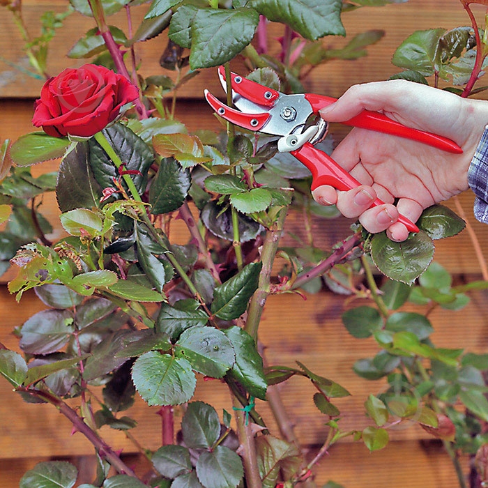 Секатор для роз Berger 190 мм 1560 - фото 2