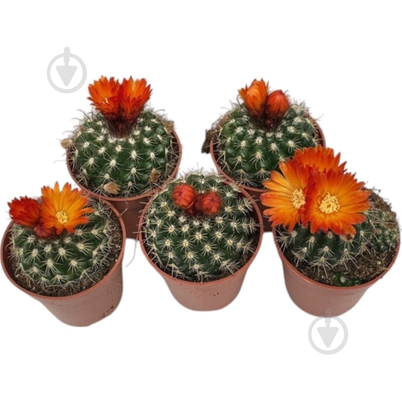 Рослина Кактус 05х08 Parodia comarapana квітучий - фото 1 Рослина Кактус 05х08 Parodia comarapana квітучий - фото 1