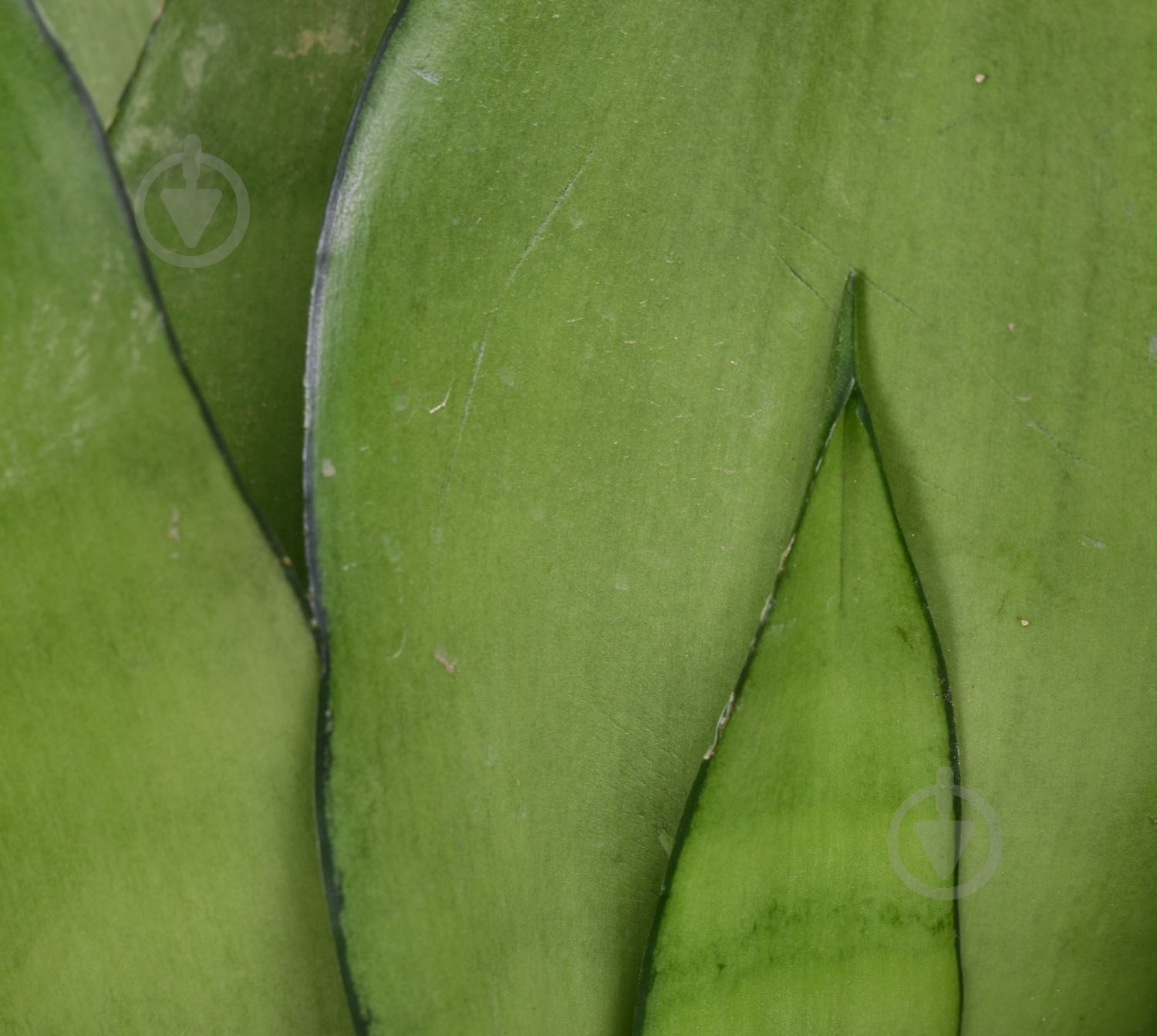 Растение Сансеверія Moonshine 12x40 см - фото 2 Растение Сансеверія Moonshine 12x40 см - фото 2