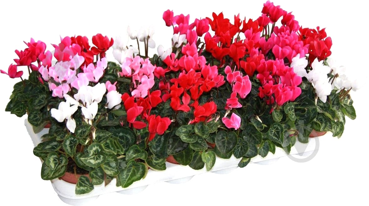 Рослина Цикламен mini mix d12/h30 - фото 1