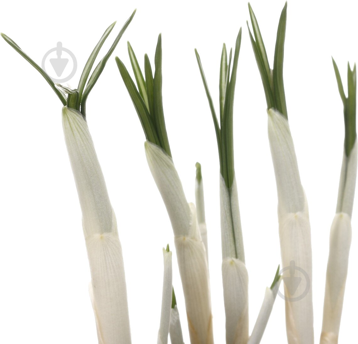 Растение комнатное Крокус d9 h30 - фото 2