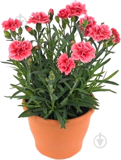 Растение Гвоздика d12 - фото 1
