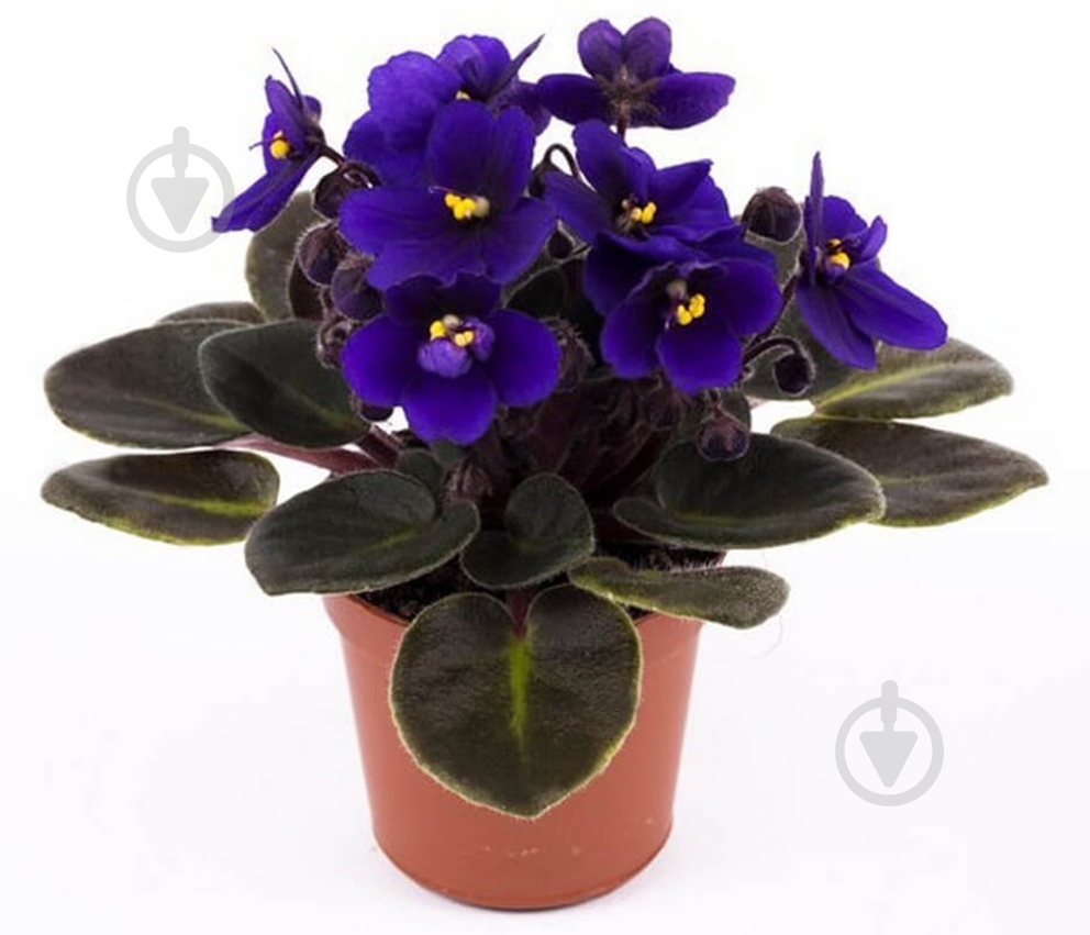 Рослина Сентполія мікс 9/15 - фото 2