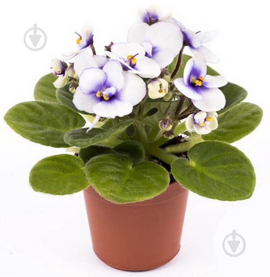 Рослина Сентполія мікс 9/15 - фото 4