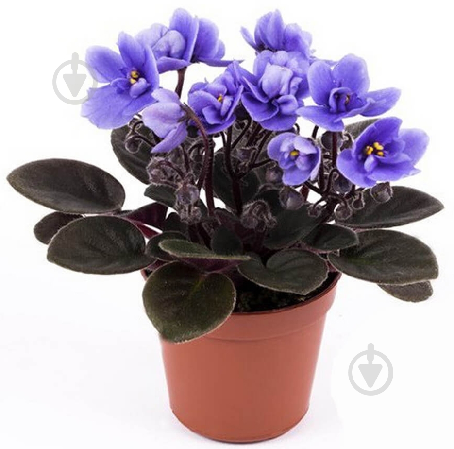 Рослина Сентполія мікс 9/15 - фото 1