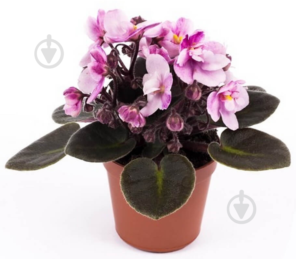 Рослина Сентполія мікс 9/15 - фото 3