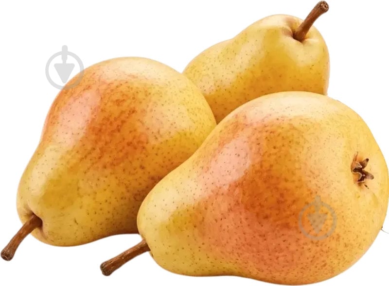 Груша Ноябрьская - фото 1