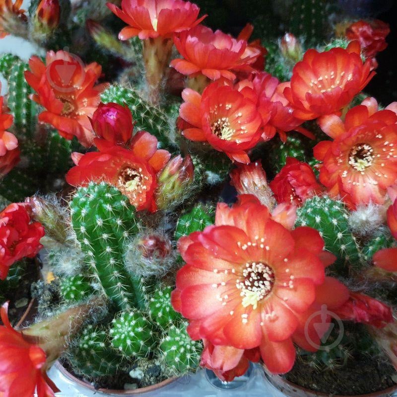 Рослина Кактус 8х15 Ехінопсіс хамецереус квітучий червоний - фото 1 Рослина Кактус 8х15 Ехінопсіс хамецереус квітучий червоний - фото 1