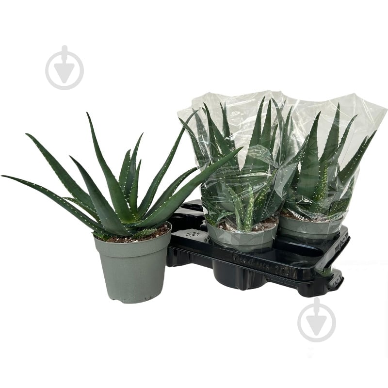 Рослина Алое 14х30 Vera - фото 1