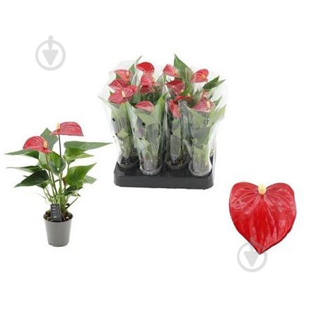 Растение Антуриум 06х15 красный - фото 1