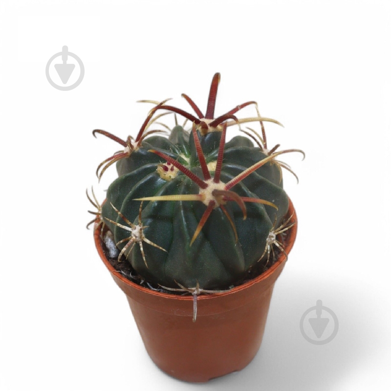Растение Кактус 05х08 Ferocactus Latispinus - фото 1