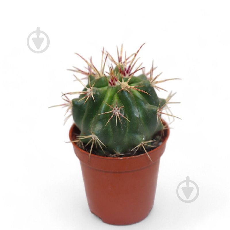 Рослина Кактус 05х08 Ferocactus Stainesii - фото 1