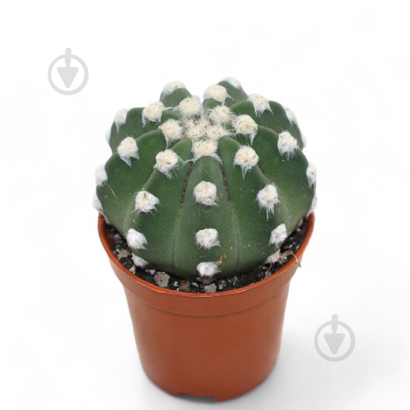 Рослина Кактус 06х08 Echinopsis Subdenudata - фото 1 Рослина Кактус 06х08 Echinopsis Subdenudata - фото 1