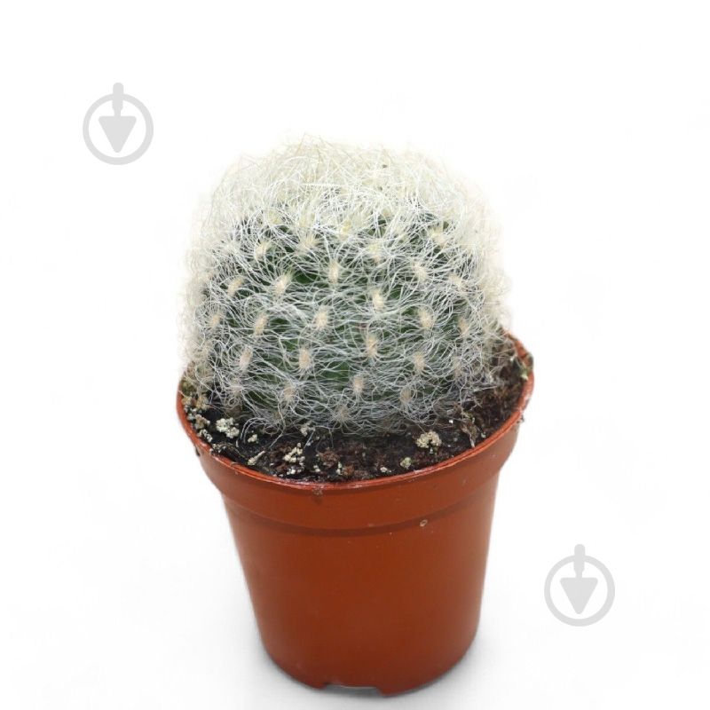 Рослина Кактус 05х10 Neoporteria Senillis - фото 1