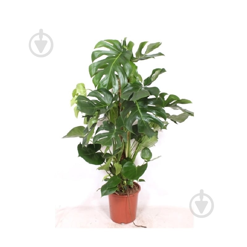 Растение Монстера 27х120 Deliciosa - фото 1